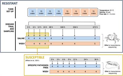 Resistance to white spot syndrome virus in the European shore crab is associated with suppressed virion trafficking and heightened immune responses